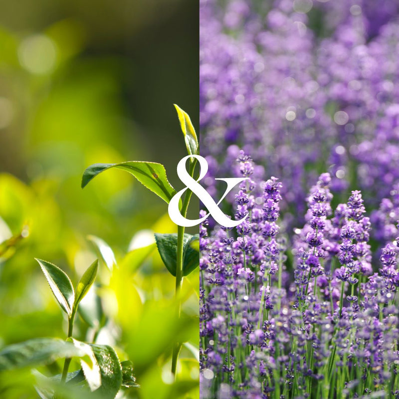 Tea Tree and Lavender plants