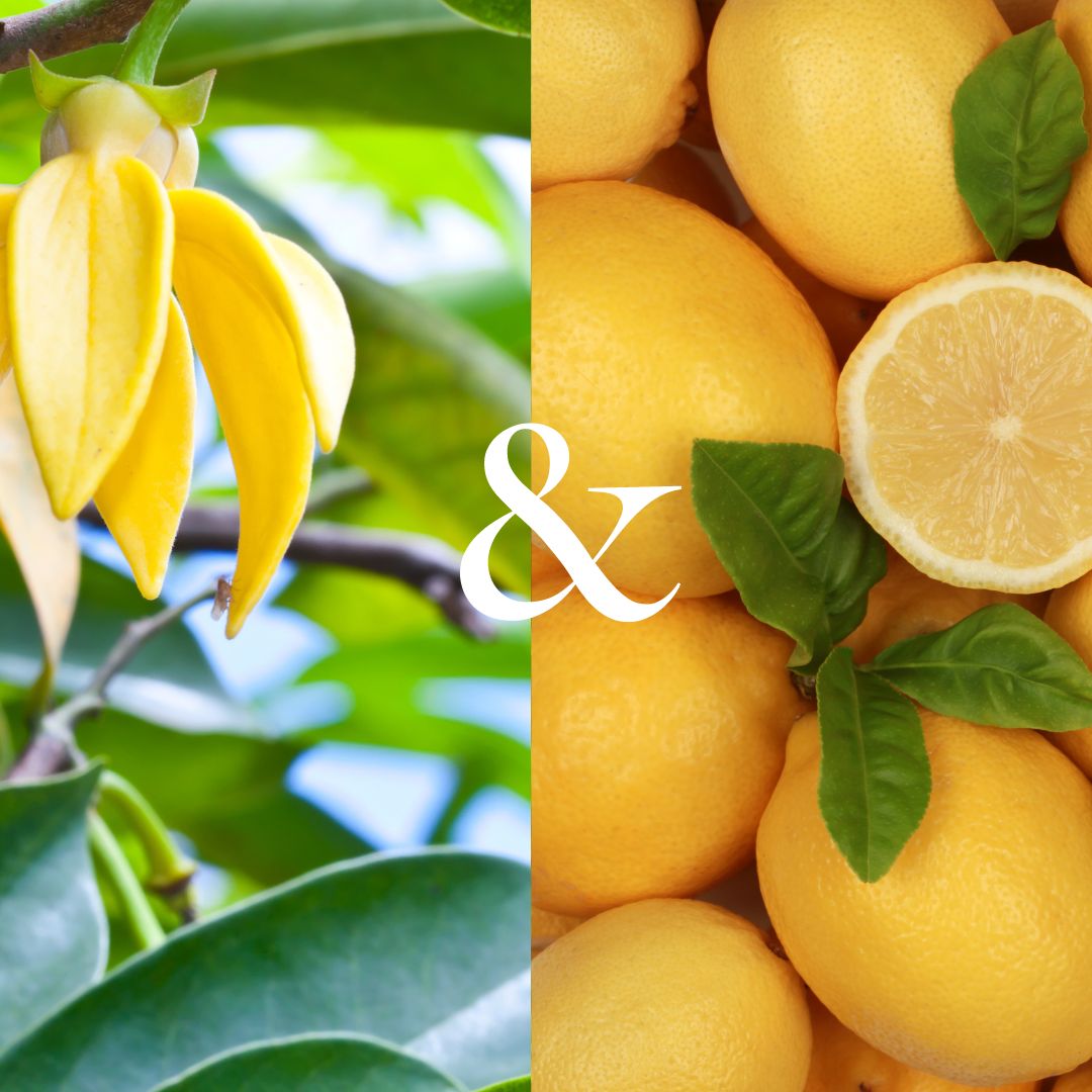Ylang Ylang plant and lemons