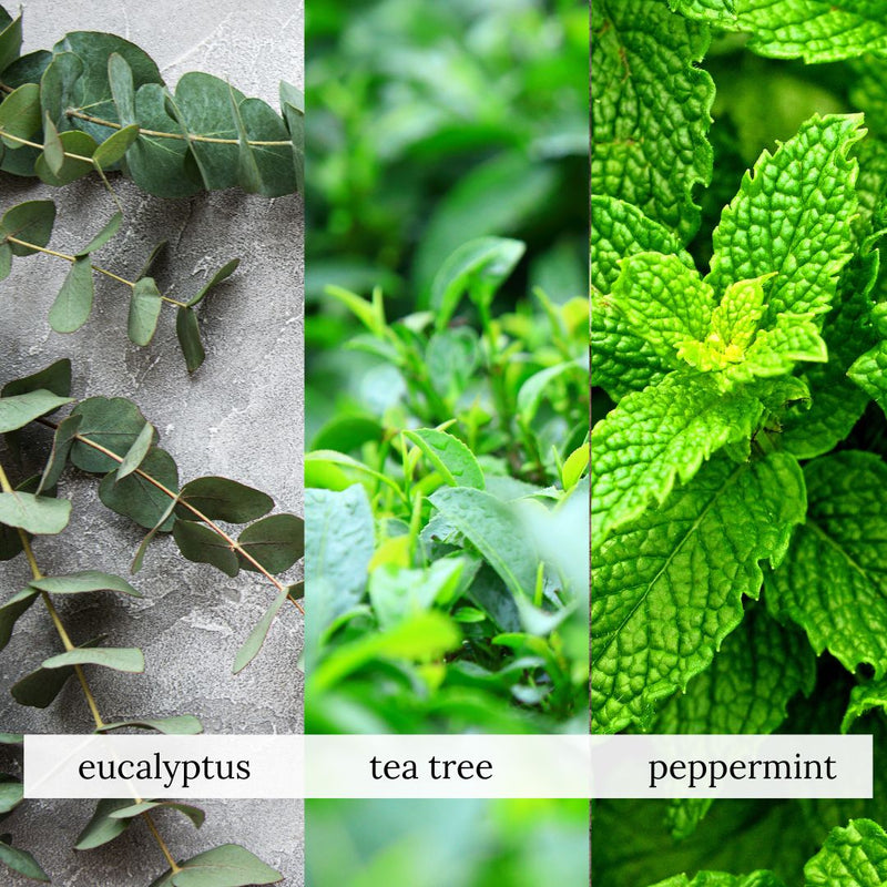 Eucalyptus, tea tree, and peppermint plants