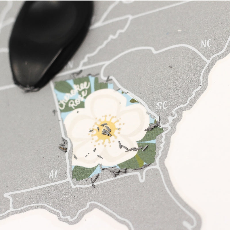 Close up of Georgia scratched off to reveal the Georgia state flower Cherokee Rose